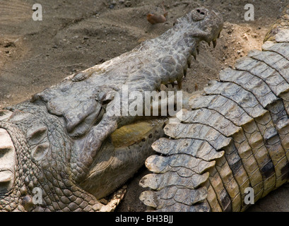 Caiman Caiman latirostris (). Banque D'Images