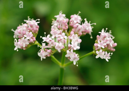 Valériane - Valeriana officinalis commune Banque D'Images