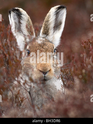 Lièvre variable (Lepus timidus) au printemps, l'Écosse. Banque D'Images