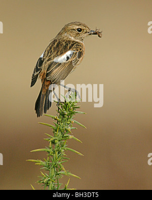 Saxicola torquata Stonechat femelle, au printemps, avec les proies. Inverness-shire, en Écosse. Banque D'Images