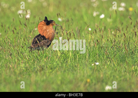 Le Combattant varié (Philomachus pugnax) en plumage nuptial, la Suède. Banque D'Images