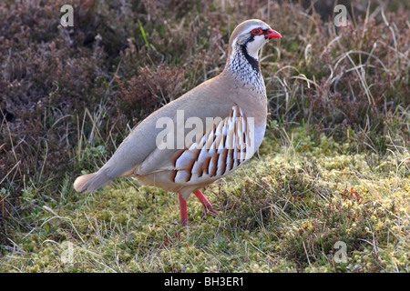 La perdrix, à pattes rouges Alectoris rufa au printemps. L'Aberdeenshire, Ecosse Banque D'Images