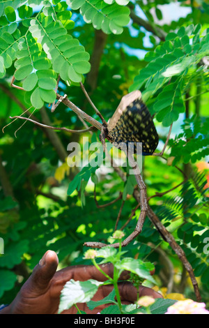 Insectes Afrique Kouma Konda Phasme Togo Banque D'Images