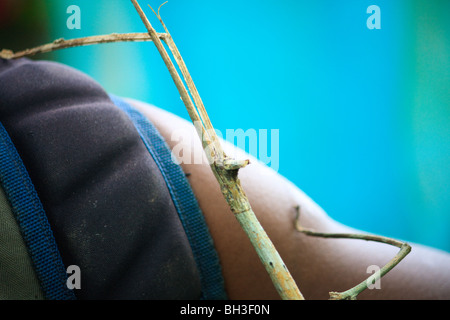 Insectes Afrique Kouma Konda Phasme Togo Banque D'Images