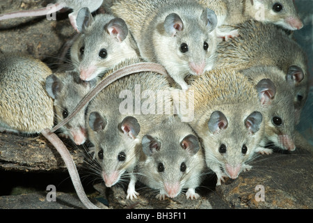 Les souris épineuses turc (Acomys cilicicus). Les espèces rares et menacées Banque D'Images