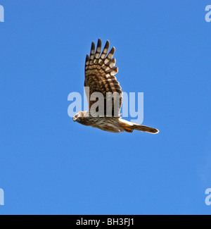 Planant busard Saint-Martin (Circus cyaneus). Banque D'Images