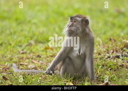 Crabe ou à longue queue-manger le macaque, Macaca fascicularis, Bako, Sarawak, Bornéo, Malaisie Banque D'Images