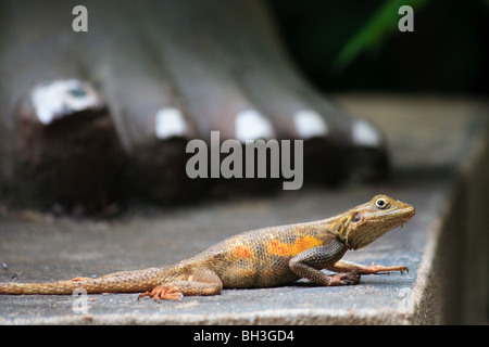 Afrique Bénin Ouidah Lézards Reptiles forêt sacrée Banque D'Images