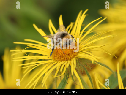 Bumblebee se nourrissant de nectar de fleur. Banque D'Images