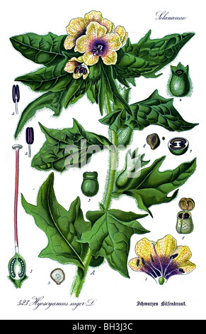Puant, jusquiame, belladone, plantes plantes Banque D'Images