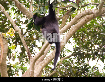 L'Équateur. Le singe araignée (Ateles Fusciceps). Banque D'Images