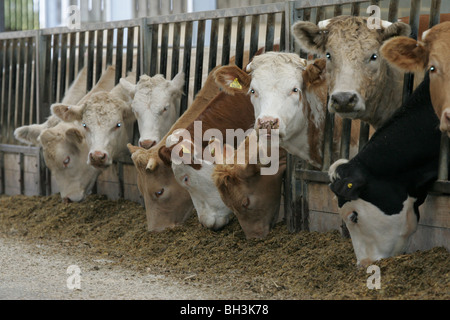 L'alimentation des bovins pour l'ensilage Banque D'Images