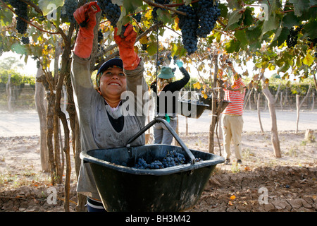 Woman harvesting grapes dans un vignoble dans la région de lujan de Cuyo, Mendoza, Argentine. Banque D'Images