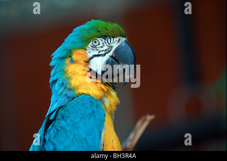 Close-up image of a Blue and Gold Macaw au Cougar Mountain Parc Zoologique, Issaquah, Washington, USA Banque D'Images