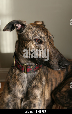 Un gros plan d'un Greyhound bringé. Banque D'Images
