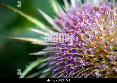 Flowerhead cardère (Dipsacus fullonum). Banque D'Images