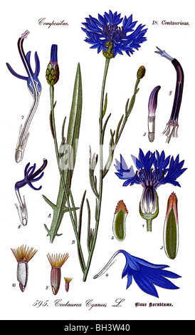 Bleuet, bouton Baccalauréat, bleue, boutonnière fleur, plante, plantes, Hurtsickle Banque D'Images