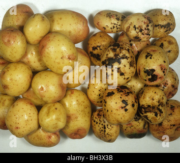 Le rhizoctone brun (Rhizoctonia solani) pommes de terre récoltées malades par rapport à des Banque D'Images