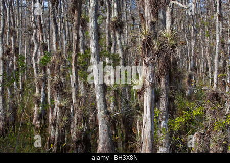 Les épiphytes poussant sur le cyprès chauve, Big Cypress National Preserve Florida Banque D'Images