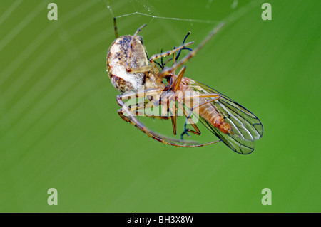 Automne Orbweaver Banque D'Images