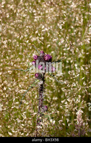 Marsh Cirsium palustre). Banque D'Images