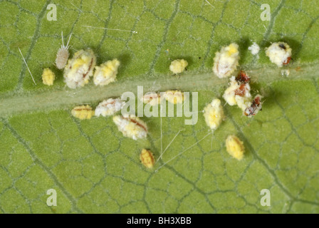 Coussin cotonneuse (Icerya purchasi échelle) les nymphes en une feuille avec une cochenille sous serre Banque D'Images