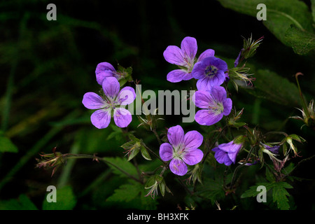 Géranium sanguin (Geranium sylvaticum bois). Banque D'Images