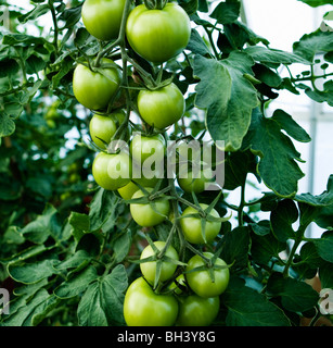 Les tomates vertes qui poussent sur la tige Banque D'Images