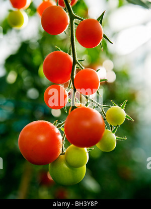 Le mûrissement des tomates sur la tige Banque D'Images