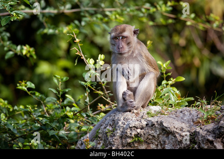 Le Crabe-eating Macaque (Macaca fascicularis) Banque D'Images