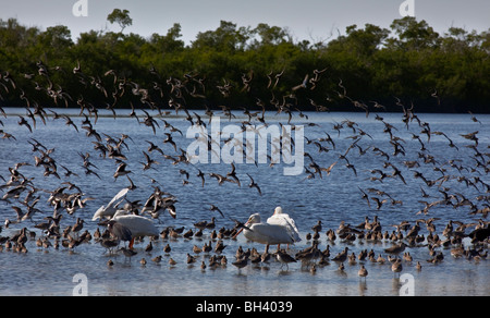 Les oiseaux d'eau hivernants, J. N. 'Ding' Darling National Wildlife Refuge, en Floride Banque D'Images