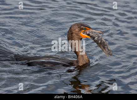 Cormoran à aigrettes (Phalacrocorax auritus) avec le poisson-chat... Le Parc National des Everglades en Floride Banque D'Images