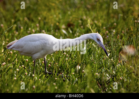 Bubulcus ibis Cattle Egret oiseaux de l'eau J. N. Ding Darling National Wildlife Refuge, Floride Banque D'Images