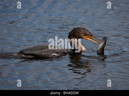 Cormoran à aigrettes (Phalacrocorax auritus) avec le poisson-chat... Le Parc National des Everglades en Floride Banque D'Images