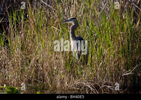Le Grand Héron, Ardea herodias, Parc National des Everglades en Floride Banque D'Images