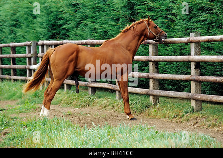 Au cours de la période de rut étalon, VICTOT HARAS, Calvados (14), NORMANDIE, France Banque D'Images