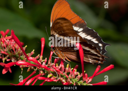 Rusty Embout Papillon Siproeta epaphus Page Banque D'Images