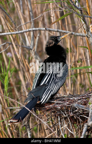 Anhingas nidification Anhinga également appelé Snakebird, vert, vert, la Turquie de l'eau américain, le Parc National des Everglades en Floride Banque D'Images