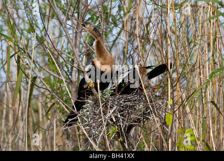 Anhingas nidification Anhinga également appelé Snakebird, vert, vert, la Turquie de l'eau américain, le Parc National des Everglades en Floride Banque D'Images
