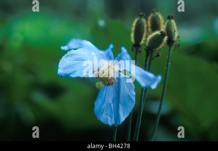 Le pavot bleu de l'himalaya Meconopsis betonicifolia Banque D'Images