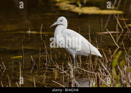 Héron garde-boeufs (Bubulcus ibis) est une espèce cosmopolite de la famille des Ardeidae (hérons) J. N. 'Ding' Darling National Wildlife Refuge Banque D'Images