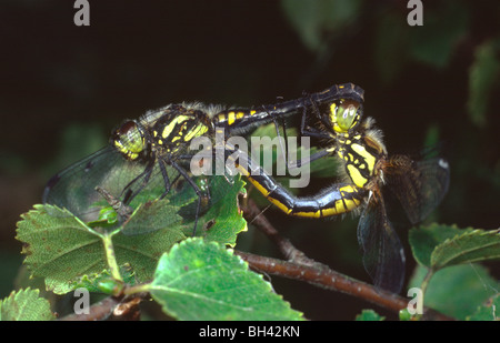 Dard noir accouplement libellules (Sympetrum danae) dans les bouleaux dans la lande en été. Banque D'Images