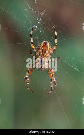 Jardin araignée Araneus diadematus () montrant le dessous de l'envers sa présence sur la toile en jardin. Banque D'Images