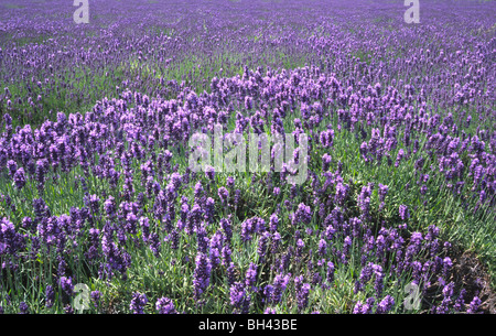 De plus en plus lavande en masse dans l'un de Heacham's champs de lavande (Lavendula angustifolia). Banque D'Images
