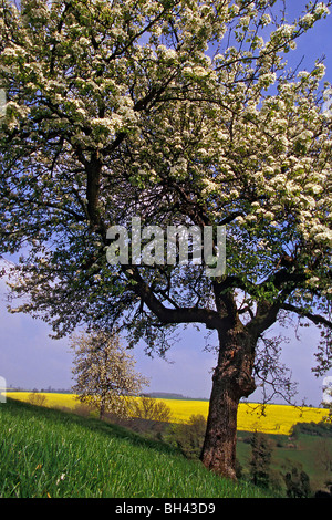 La floraison des pommiers, CHAMP DE COLZA ET DE MORTAGNE-au-Perche, Orne (61), FRANCE Banque D'Images