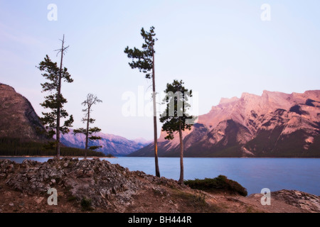 Arbres de pin tordu et le lac Minnewanka au crépuscule. Le parc national Banff, Alberta, Canada. Banque D'Images