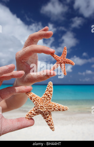 A man's hands holding deux étoiles de mer dans l'air sur une plage tropicale déserte Banque D'Images