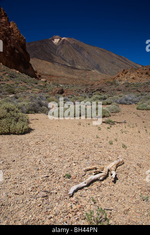 Les pentes du volcan du Teide, Parc National Las CaÃ±adas del Teide, près de Los Roques de Garcia, de végétation et de gravier. Banque D'Images