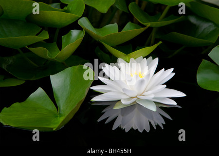 Nénuphar blanc et de réflexion. Hughes Water Gardens. Oregon Banque D'Images