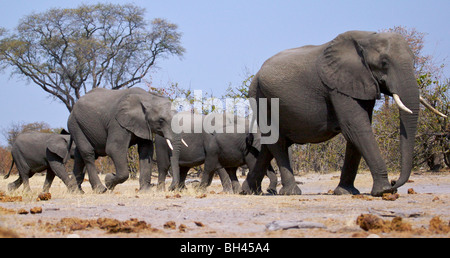 Troupeau d'éléphants bush africain (Loxodonta africana) à marcher en direction de l'eau. Banque D'Images